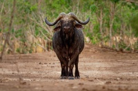 Buvol africky - Syncerus caffer - African Buffalo o3871